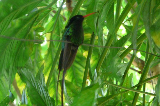 Rocklands Fuglereservat